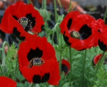 Papaver commutatum - ladybird poppy - Abriachan Nurseries